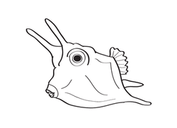 Longhorn Cowfish coloring #4, Download drawings
