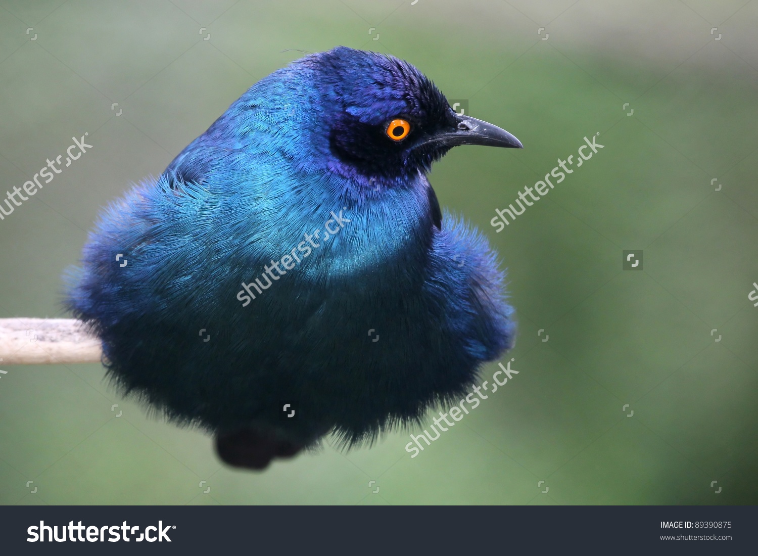 Long-tailed Glossy Starling clipart #6, Download drawings