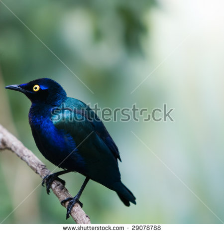 Long-tailed Glossy Starling clipart #8, Download drawings