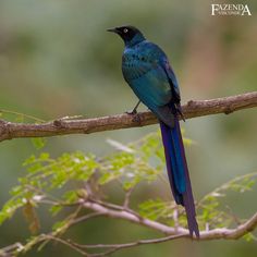 Long-tailed Glossy Starling clipart #2, Download drawings
