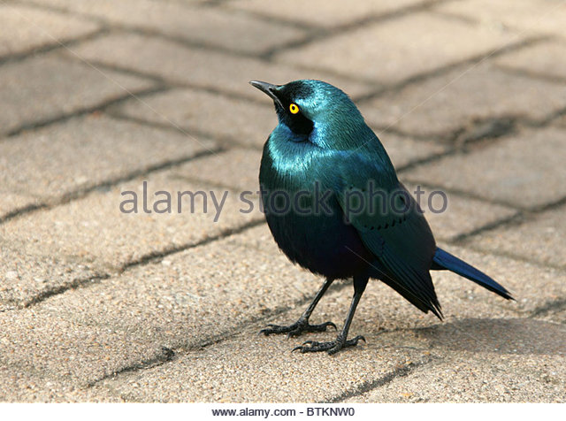 Long-tailed Glossy Starling coloring #11, Download drawings