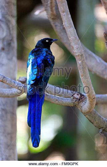 Long-tailed Glossy Starling coloring #4, Download drawings