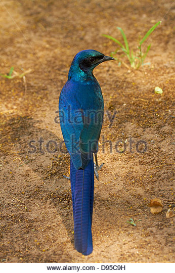 Long-tailed Glossy Starling coloring #5, Download drawings