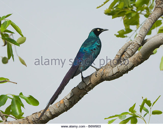 Long-tailed Glossy Starling coloring #7, Download drawings