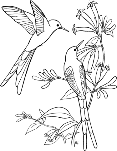 Swallow-tailed Hummingbird coloring #7, Download drawings
