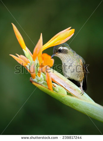 Long-tailed Sylph clipart #6, Download drawings