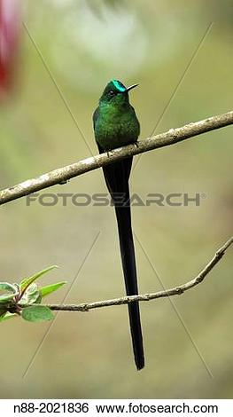 Long-tailed Sylph clipart #18, Download drawings