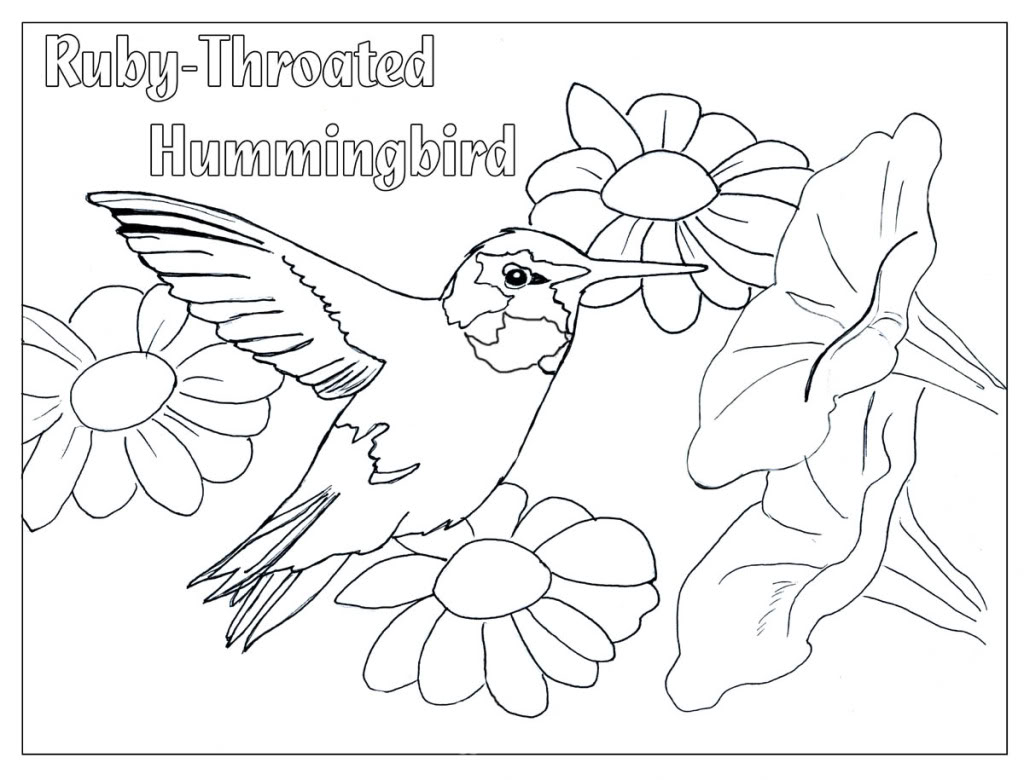Long-tailed Sylph coloring #5, Download drawings
