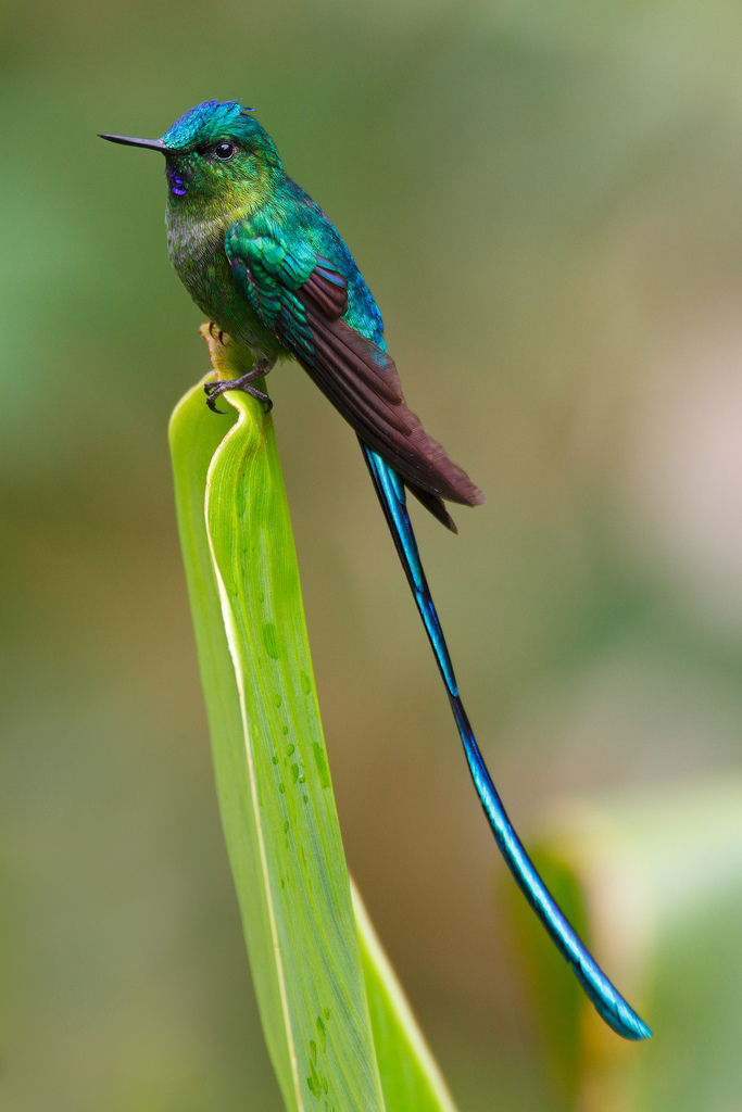 Long-tailed Sylph coloring #2, Download drawings