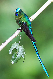 Long-tailed Sylph coloring #4, Download drawings