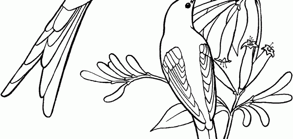 Long-tailed Sylph coloring #19, Download drawings