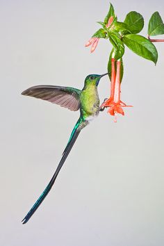 Long-tailed Sylph svg #7, Download drawings