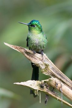 Long-tailed Sylph svg #5, Download drawings