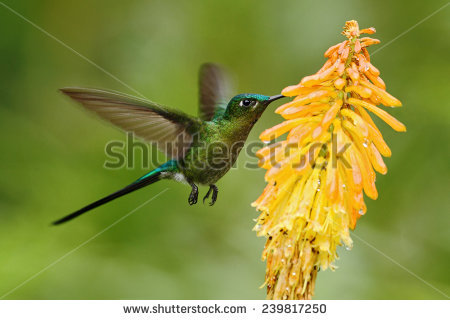 Long-tailed Sylph svg #8, Download drawings
