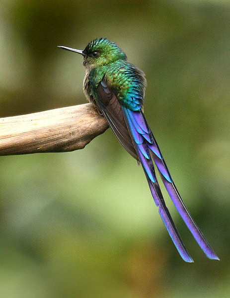 Long-tailed Sylph svg #17, Download drawings