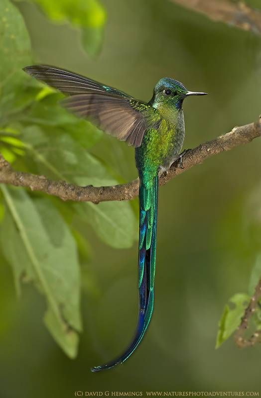 Long-tailed Sylph svg #15, Download drawings
