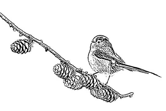 Long-tailed Tit coloring #7, Download drawings