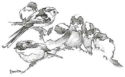 Long-tailed Tit coloring #2, Download drawings