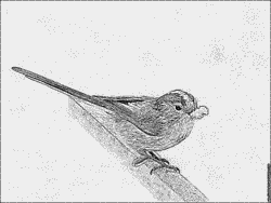 Long-tailed Tit coloring #16, Download drawings