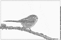 Long-tailed Tit coloring #15, Download drawings