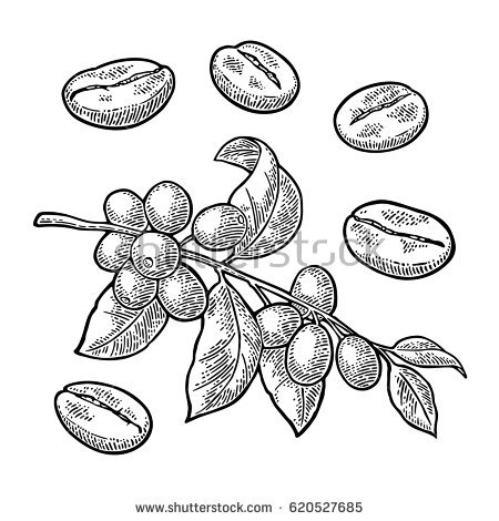 Loquat Berries coloring #9, Download drawings