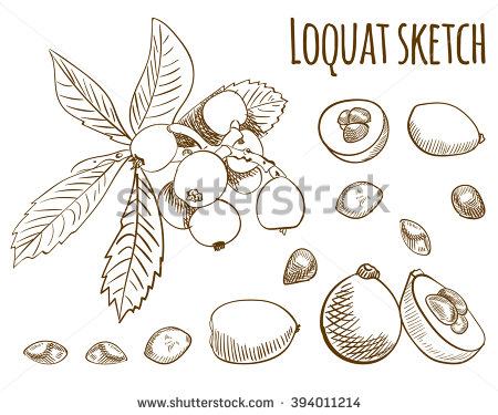 Loquat coloring #12, Download drawings