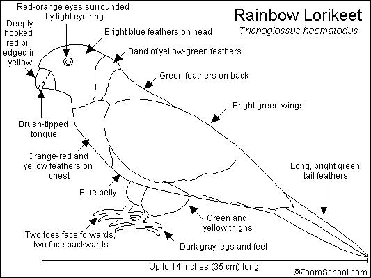 Rainbow Lorikeet coloring #8, Download drawings