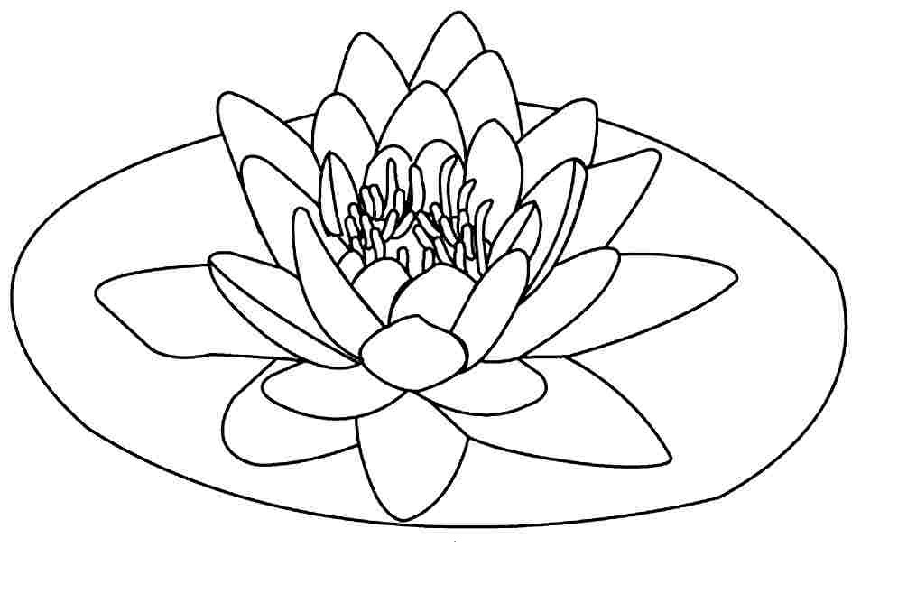 Lotus coloring #10, Download drawings