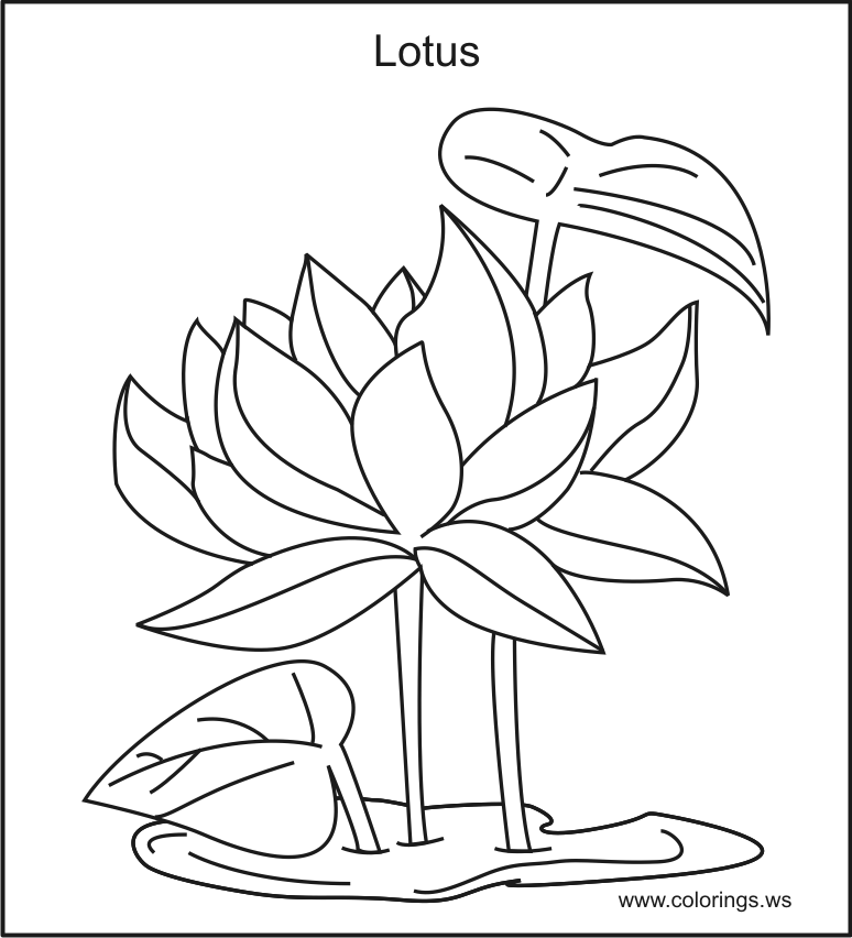 Lotus coloring #6, Download drawings