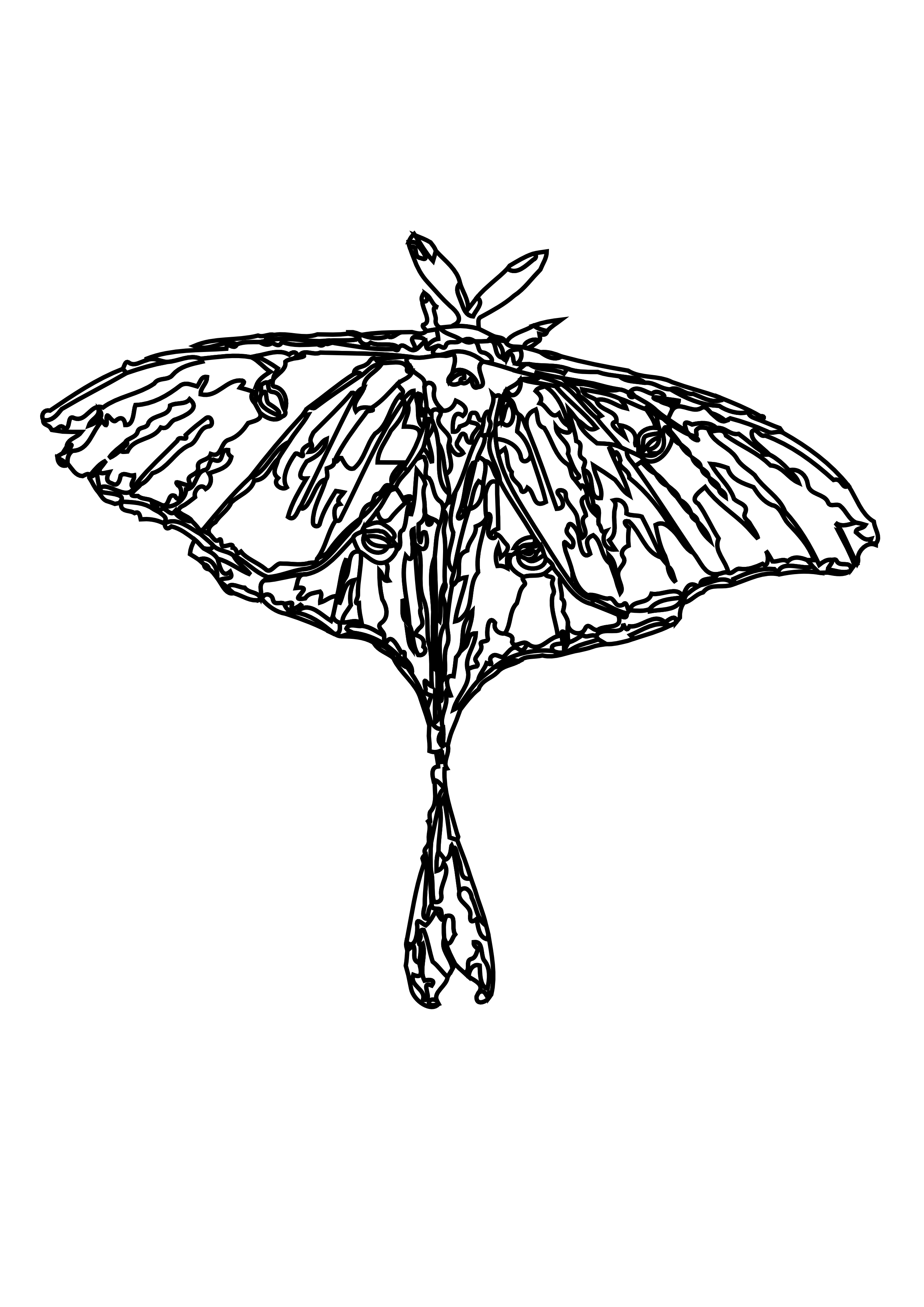 Luna Moth coloring #2, Download drawings