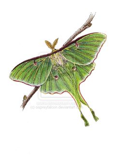 Luna Moth clipart #6, Download drawings