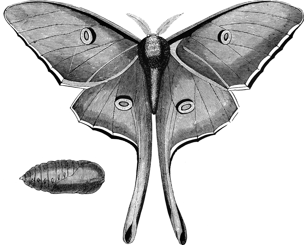 Luna Moth clipart #15, Download drawings