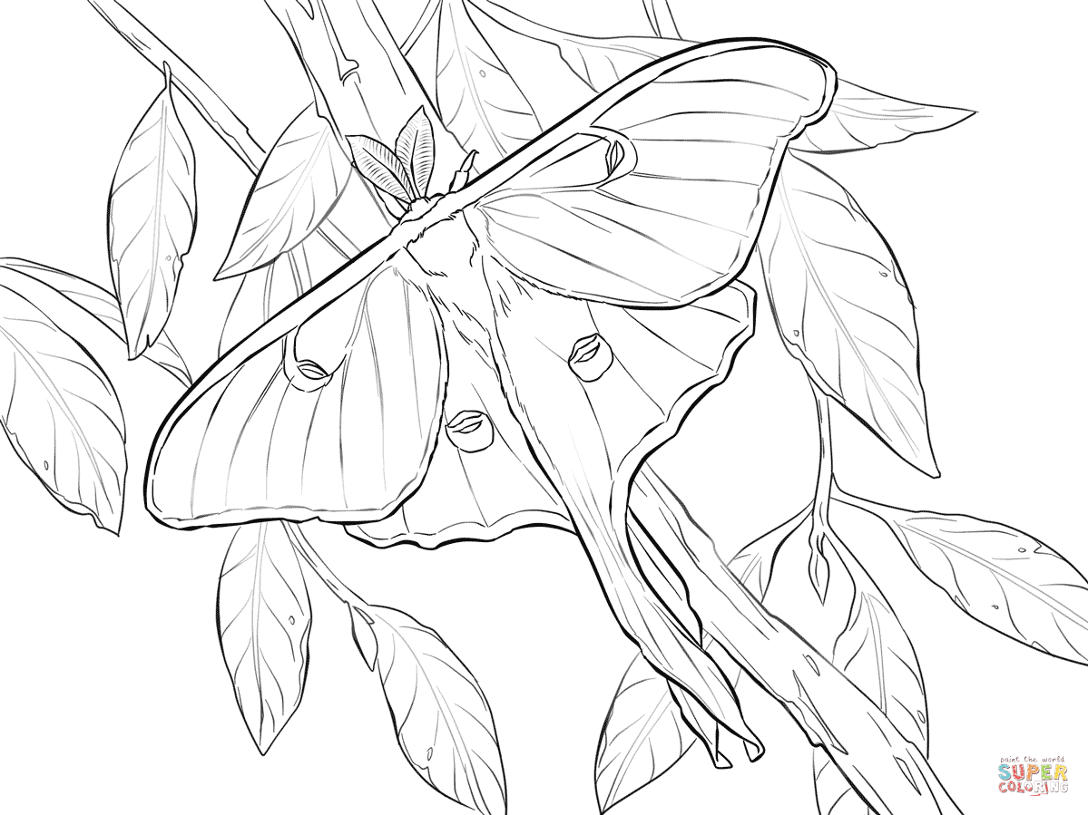 Luna Moth coloring #20, Download drawings