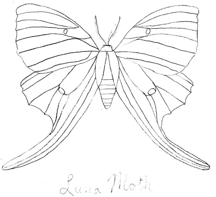 Luna Moth coloring #10, Download drawings