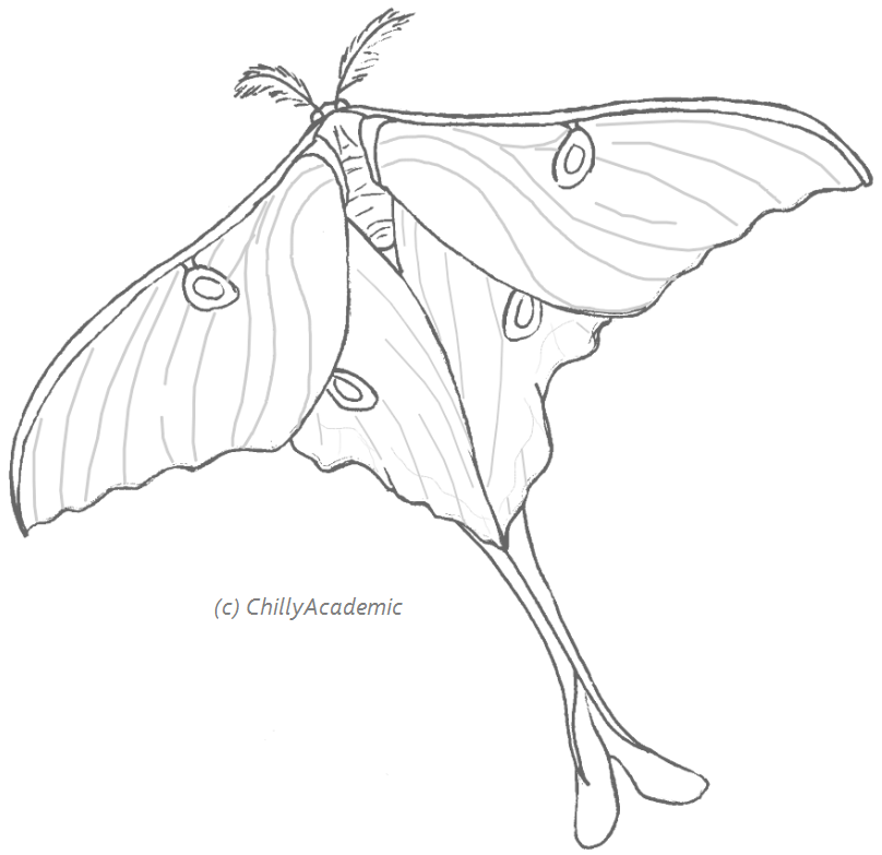 Luna Moth coloring #11, Download drawings