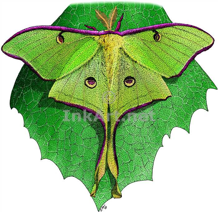 Luna Moth coloring #1, Download drawings