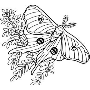 Luna Moth coloring #4, Download drawings