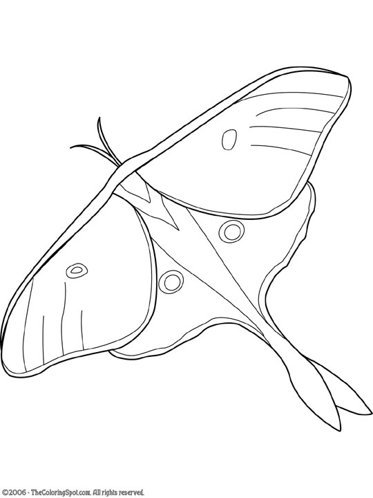 Luna Moth coloring #16, Download drawings
