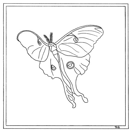 Luna Moth coloring #9, Download drawings