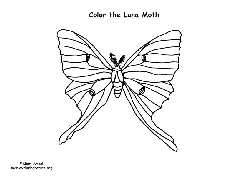 Luna Moth coloring #15, Download drawings