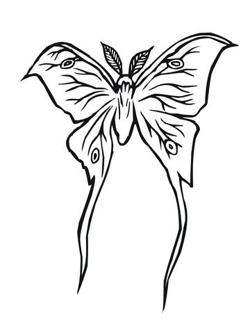 Luna Moth coloring #18, Download drawings