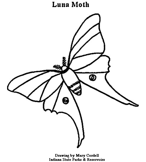 Luna Moth coloring #17, Download drawings