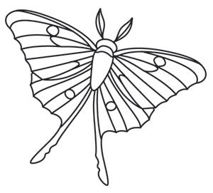 Luna Moth coloring #19, Download drawings