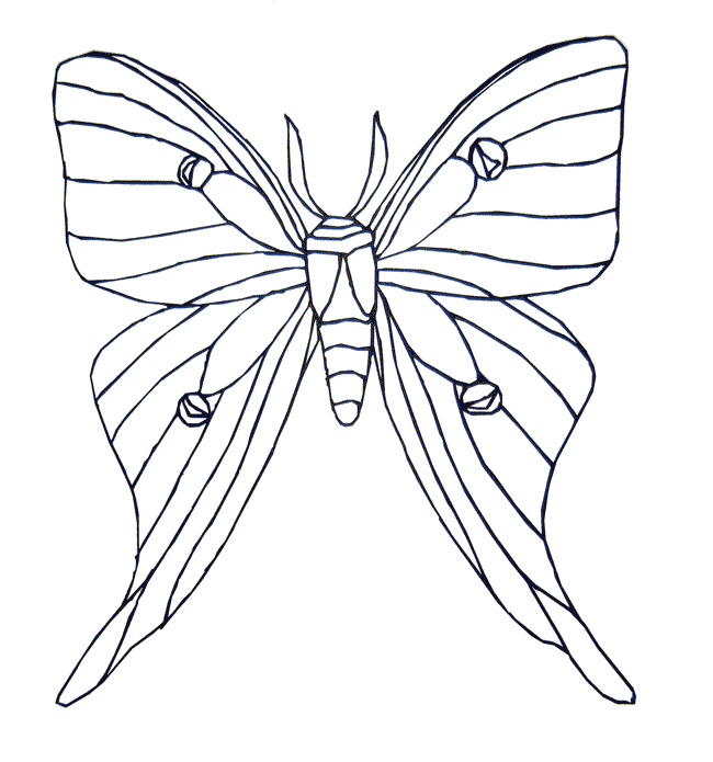 Luna Moth coloring #14, Download drawings
