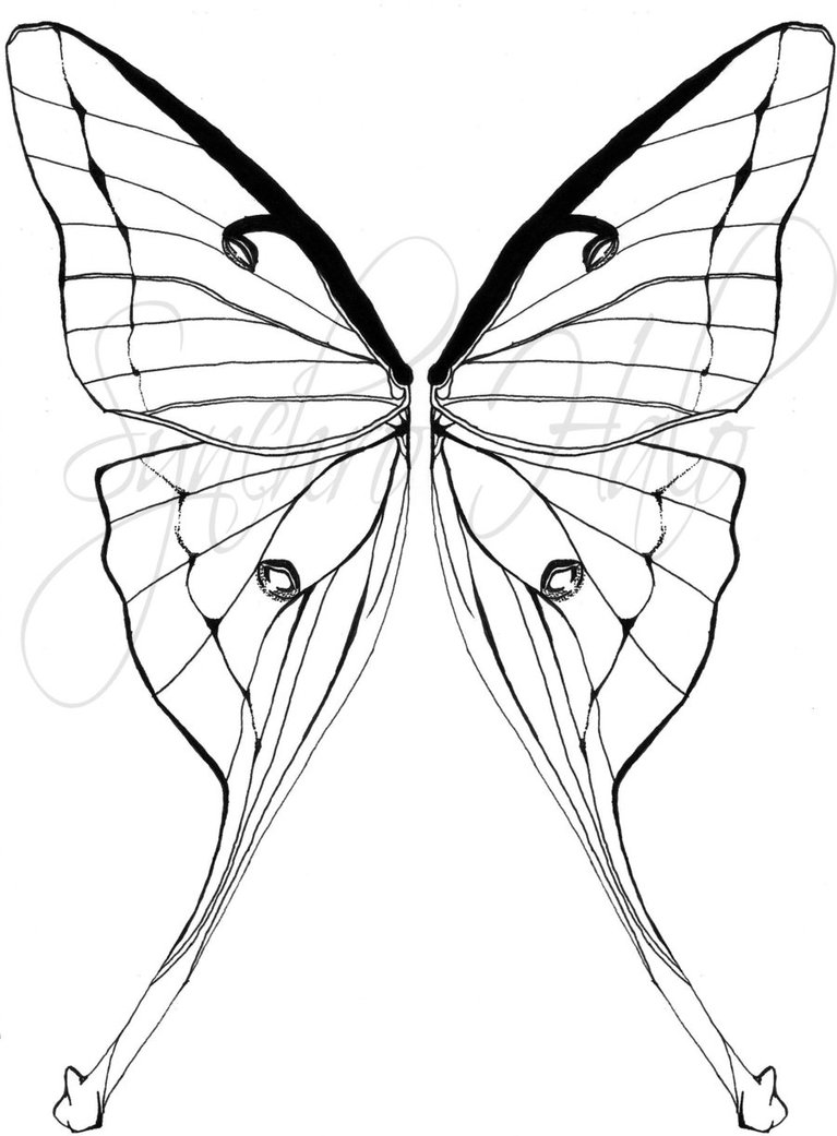 Luna Moth coloring #12, Download drawings