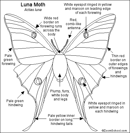 Luna Moth coloring #13, Download drawings