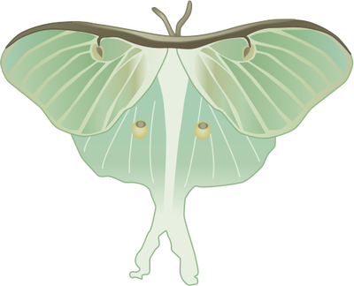 Luna Moth svg #20, Download drawings