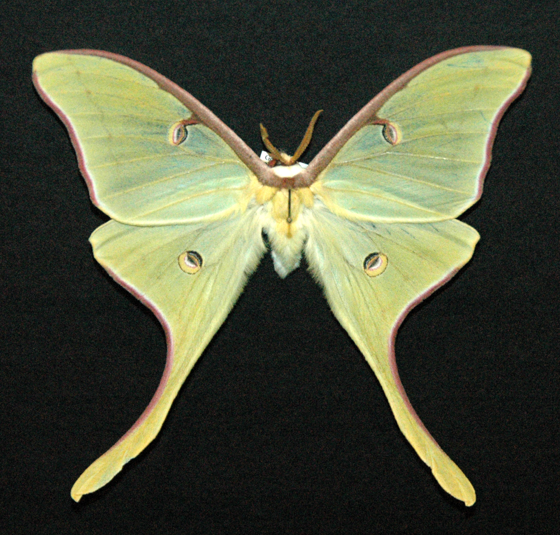 Luna Moth svg #11, Download drawings