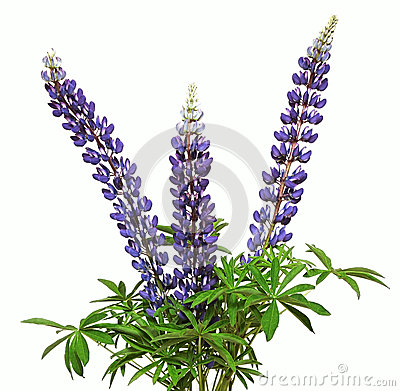 Lupine clipart #13, Download drawings