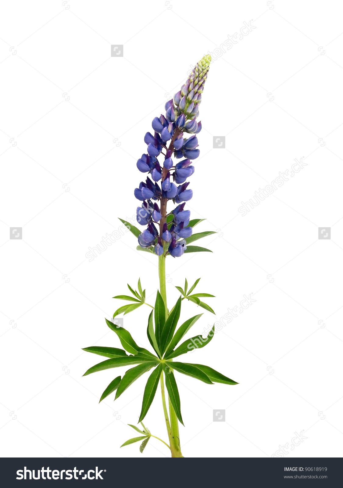 Lupine clipart #7, Download drawings